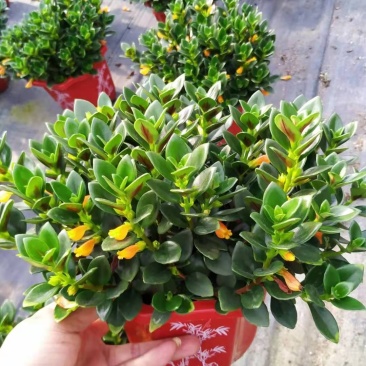 金鱼花