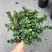 金鱼花