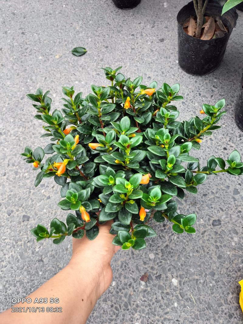 金鱼花