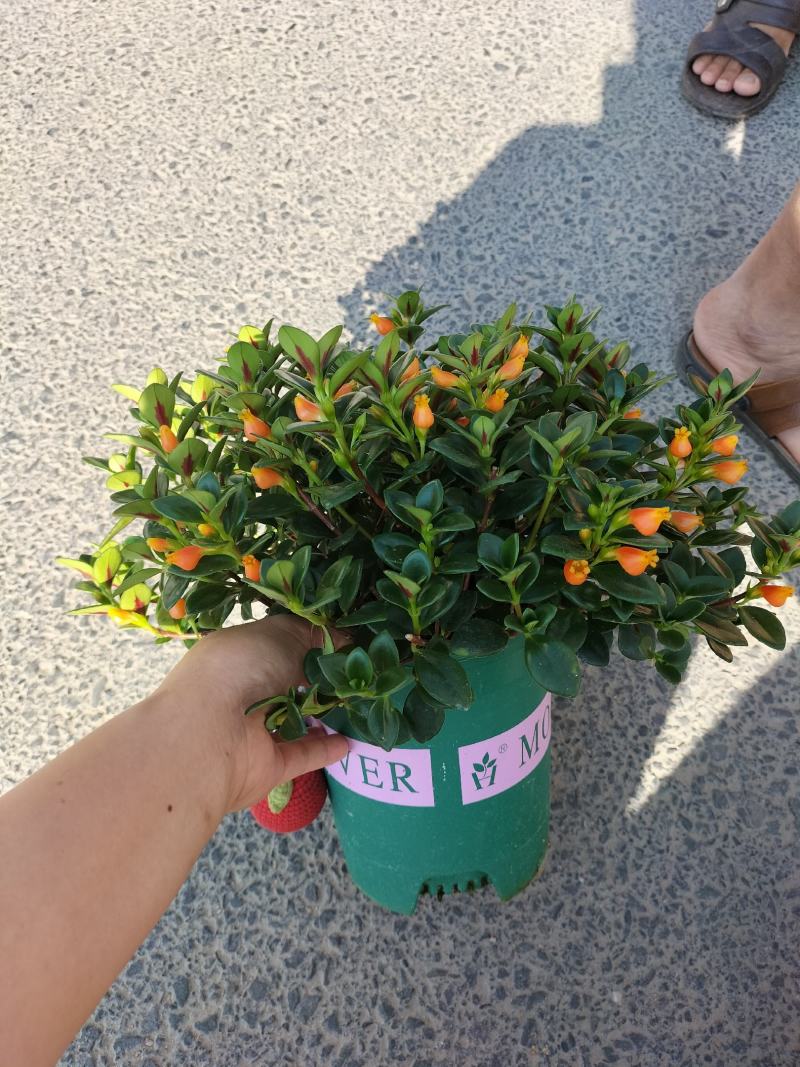 金鱼花