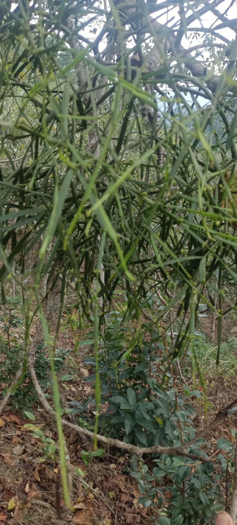 螃蟹寄生，槲寄生鲜货现采现发，干货质量好。