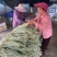 纯白雪禧豇豆豆角种子品质好产量高抗性好