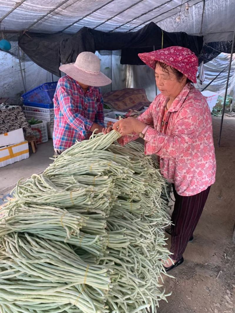 纯白雪禧豇豆豆角种子品质好产量高抗性好