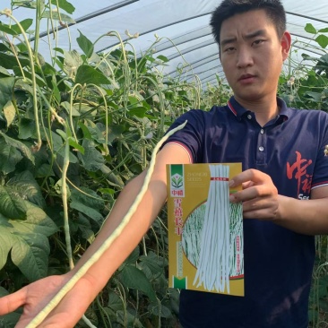 纯白雪禧豇豆豆角种子品质好产量高抗性好