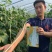纯白雪禧豇豆豆角种子品质好产量高抗性好