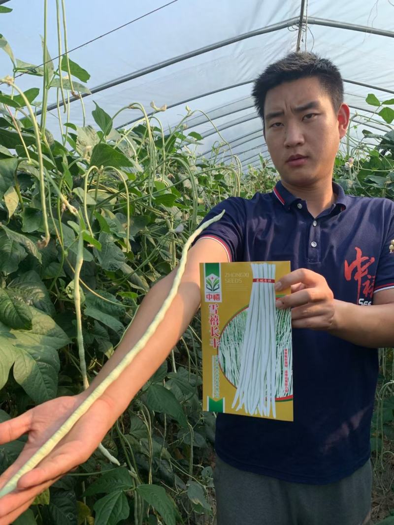 纯白雪禧豇豆豆角种子品质好产量高抗性好