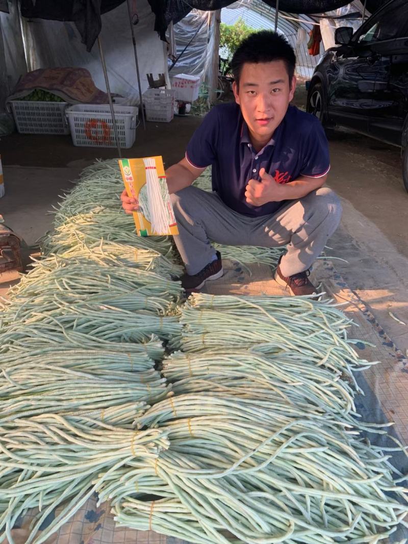 纯白雪禧豇豆豆角种子品质好产量高抗性好