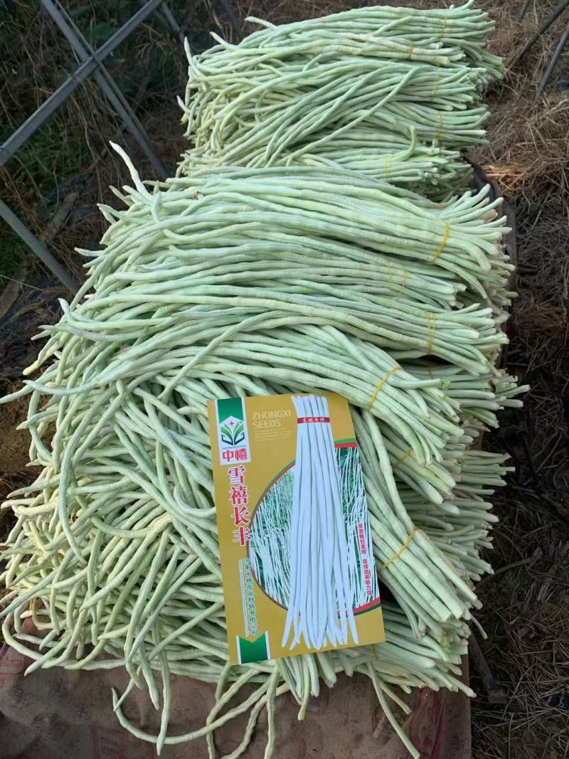 纯白雪禧豇豆豆角种子品质好产量高抗性好