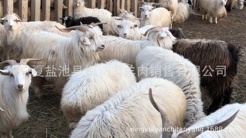 盐池滩羊肉