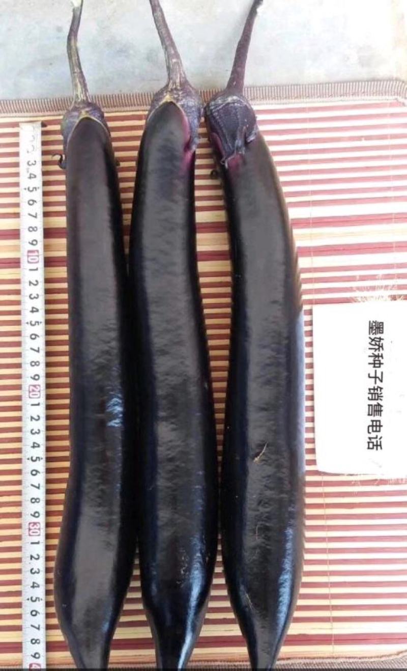 盛一奇墨娇黑长茄种子软糯口感好春秋露地冬季保护地栽培