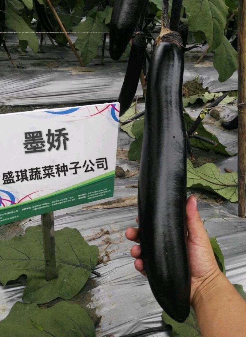 盛一奇墨娇黑长茄种子软糯口感好春秋露地冬季保护地栽培