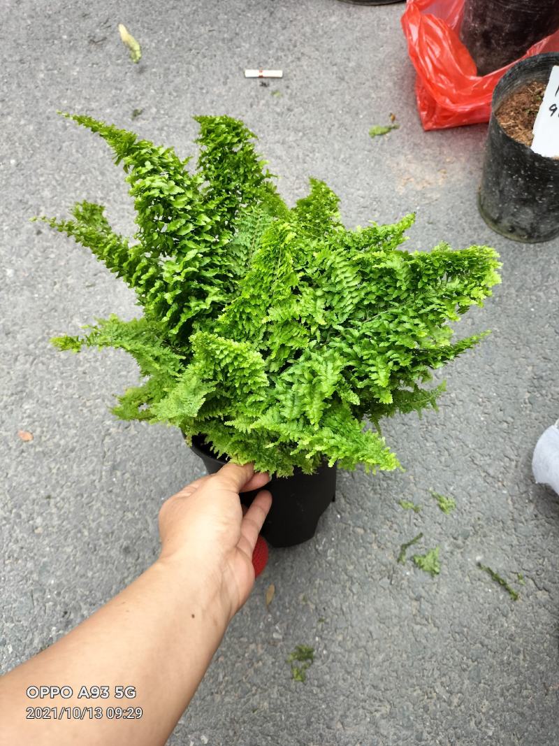 波斯顿蕨