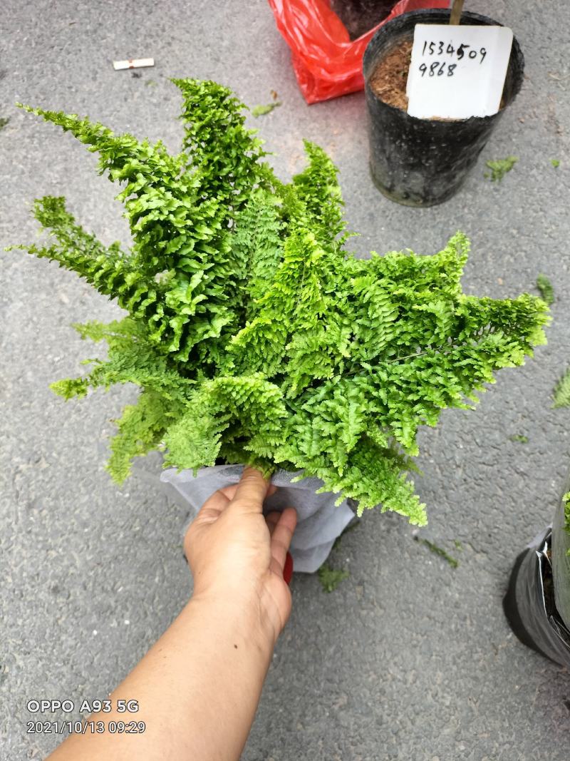 波斯顿蕨