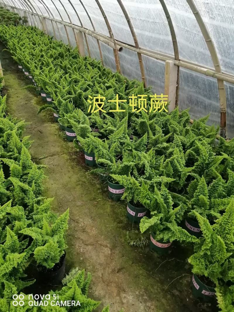 波斯顿蕨