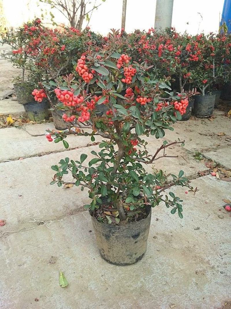 火棘沙棘盆景盆栽吉祥果树桩盆景绿植观花观果开业庆典植物