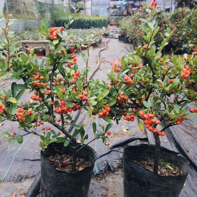 火棘沙棘盆景盆栽吉祥果树桩盆景绿植观花观果开业庆典植物