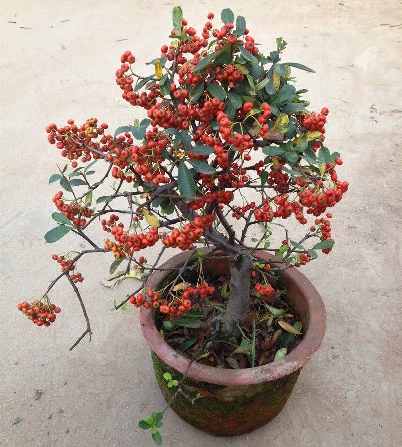火棘沙棘盆景盆栽吉祥果树桩盆景绿植观花观果开业庆典植物