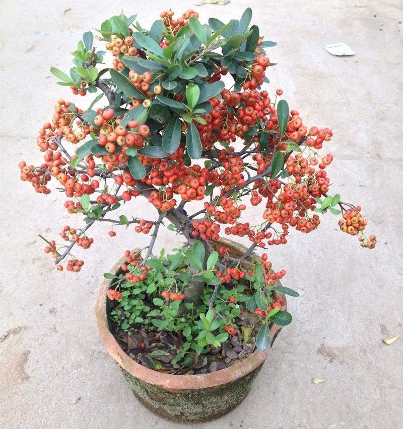 火棘沙棘盆景盆栽吉祥果树桩盆景绿植观花观果开业庆典植物