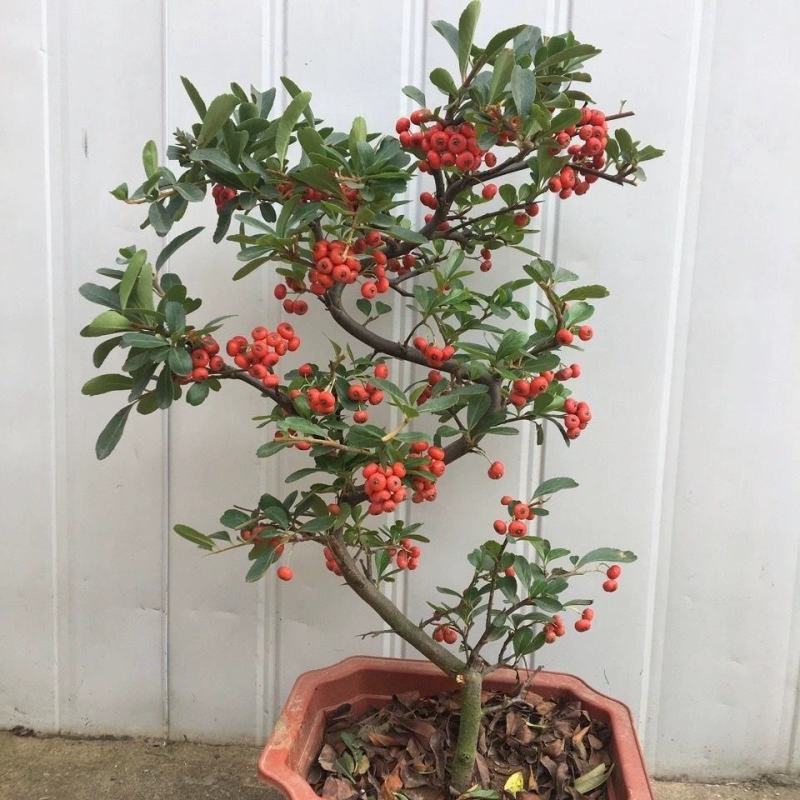 火棘沙棘盆景盆栽吉祥果树桩盆景绿植观花观果开业庆典植物