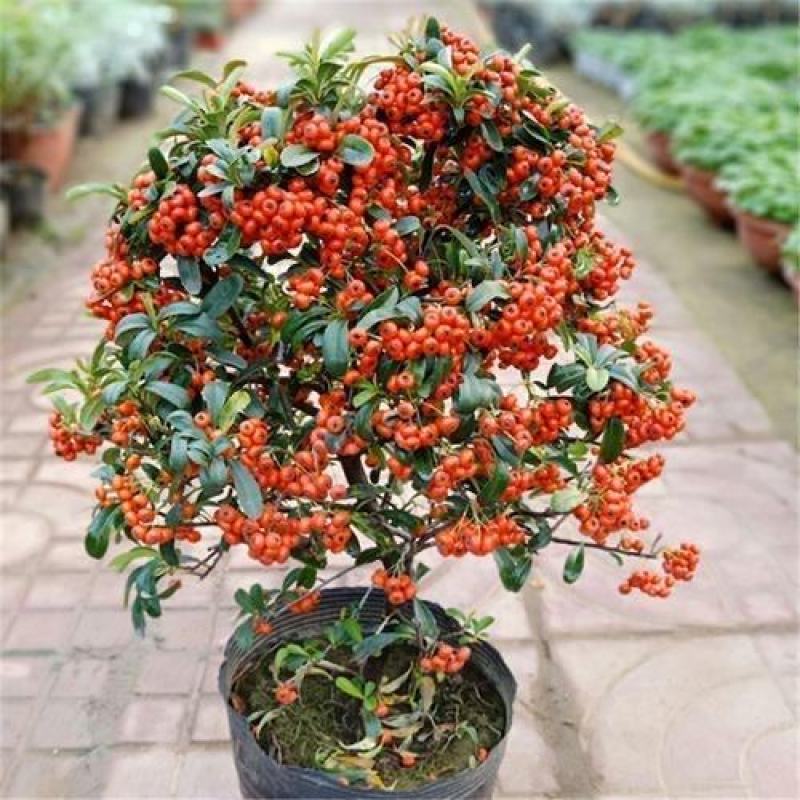火棘沙棘盆景盆栽吉祥果树桩盆景绿植观花观果开业庆典植物
