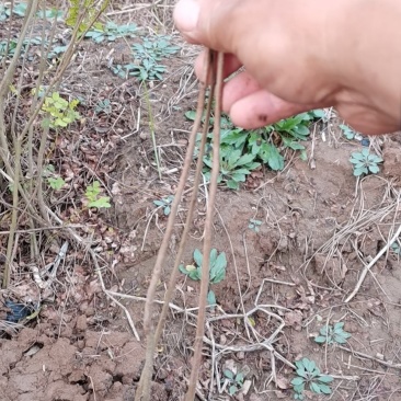 大量供应紫穗槐苗，精品紫穗槐，需要打电话不支持聊天