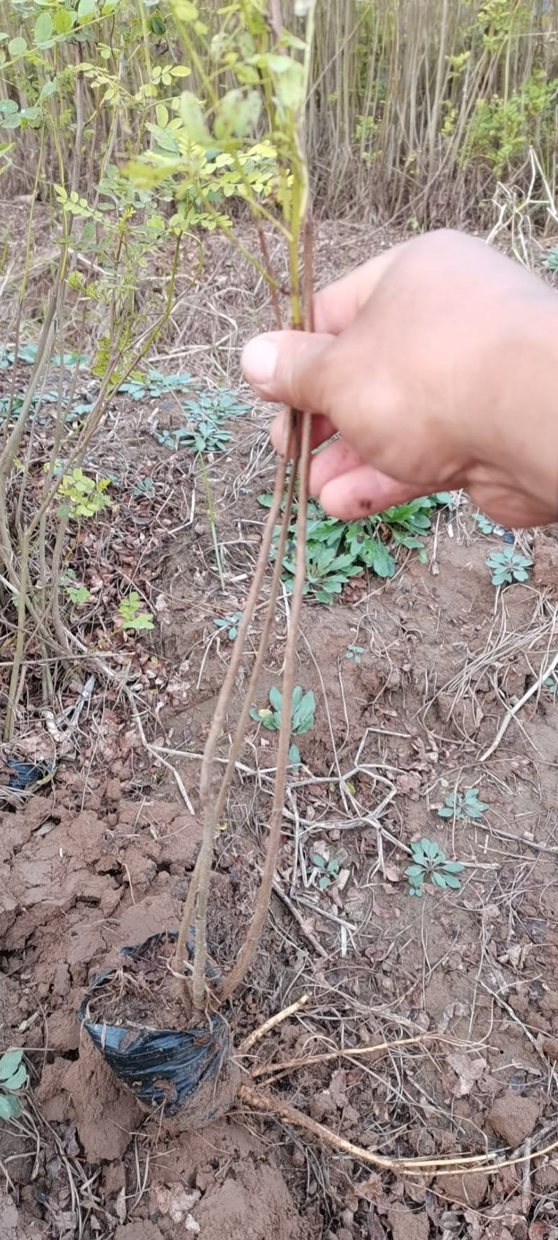 大量供应紫穗槐苗，精品紫穗槐，需要打电话不支持聊天