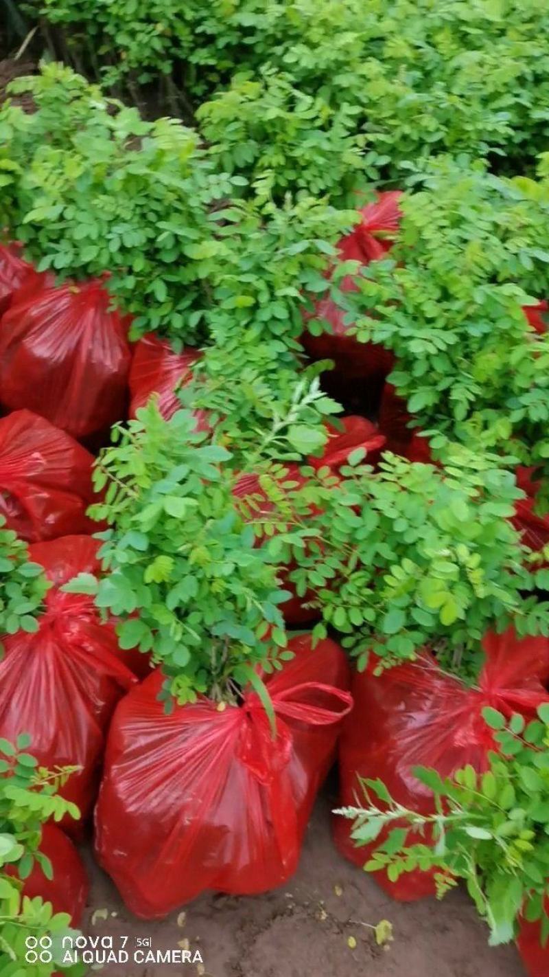 大量供应紫穗槐苗，精品紫穗槐，需要打电话不支持聊天