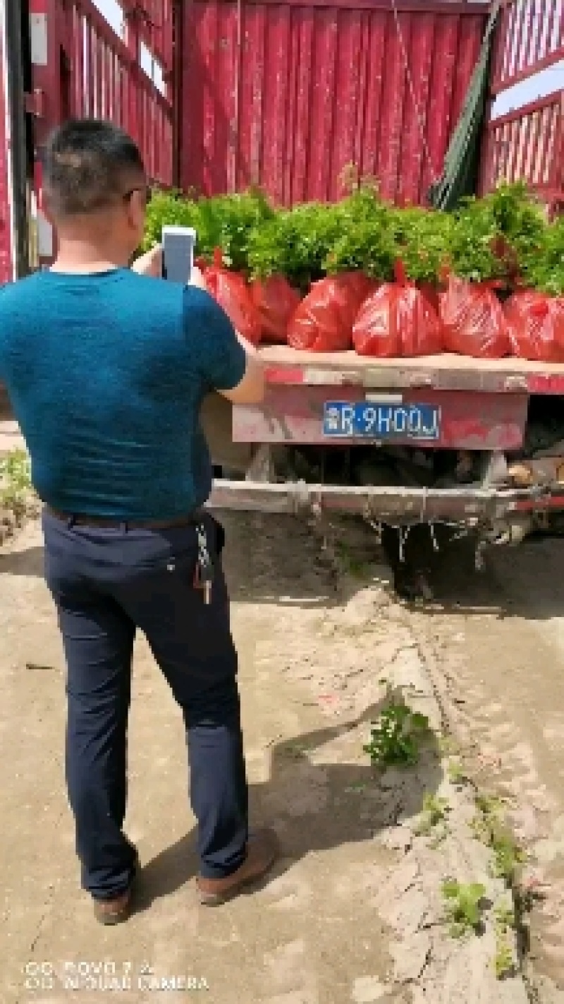 大量供应紫穗槐苗，精品紫穗槐，需要打电话不支持聊天