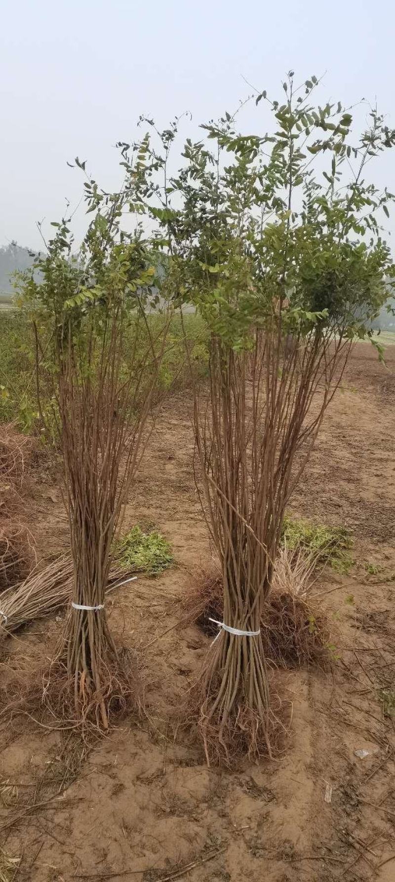 大量供应紫穗槐苗，精品紫穗槐，需要打电话不支持聊天