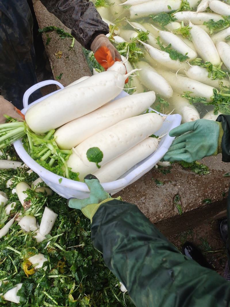 贵州威宁高冷蔬菜，基地直供。