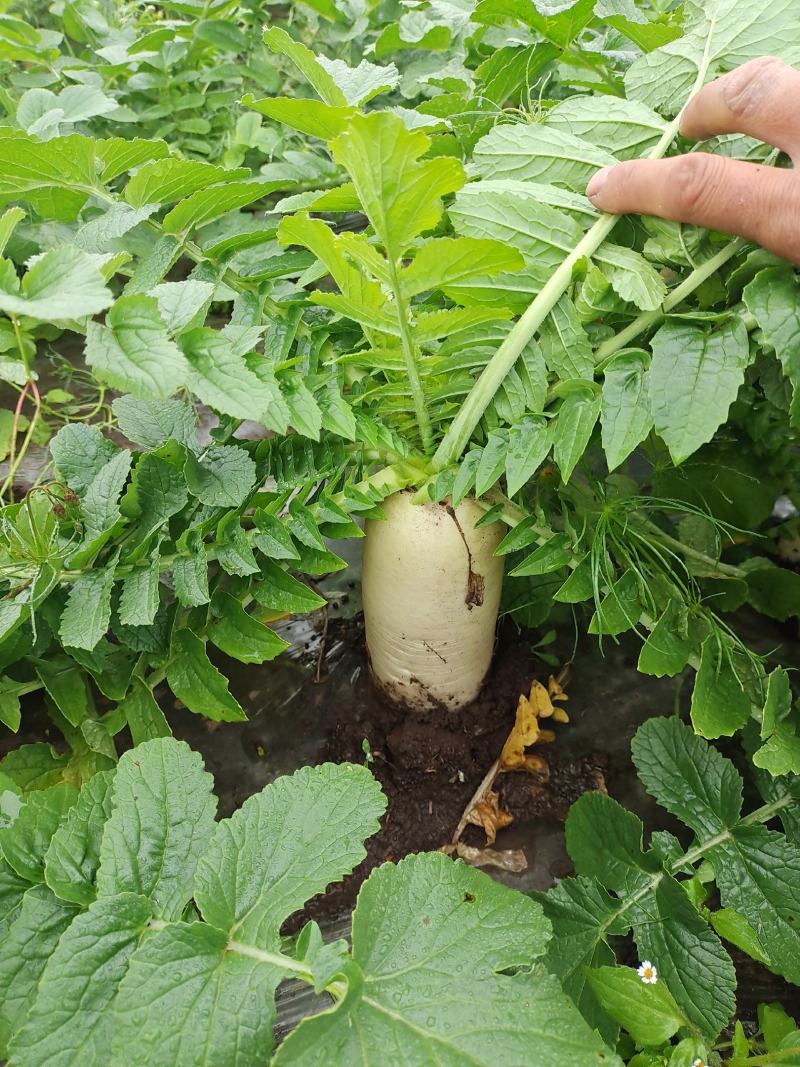 贵州威宁高冷蔬菜，基地直供。