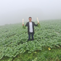 贵州威宁高冷蔬菜，基地直供。