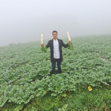 贵州威宁高冷蔬菜，基地直供。