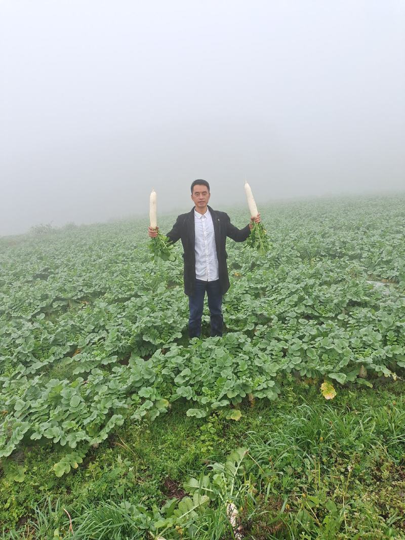 贵州威宁高冷蔬菜，基地直供。