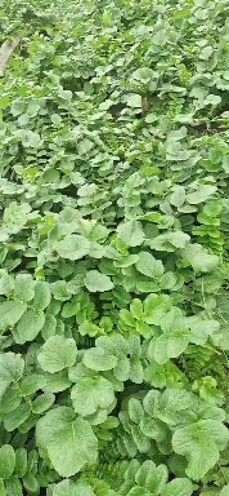 贵州威宁高冷蔬菜，基地直供。