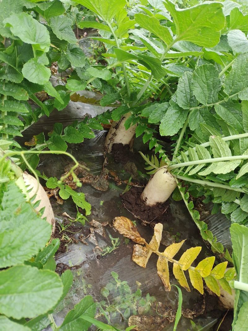 贵州威宁高冷蔬菜，基地直供。