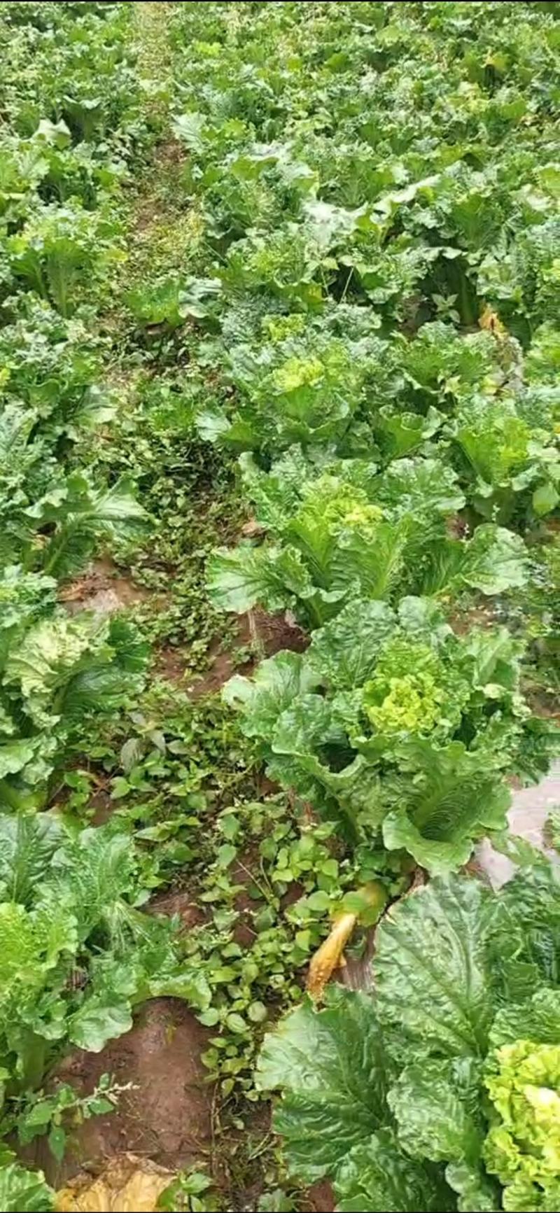贵州威宁高冷蔬菜，基地直供。