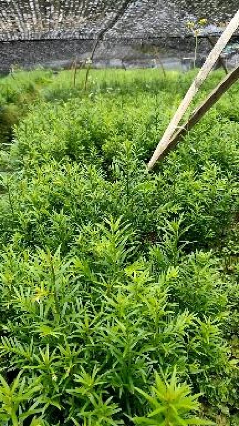 红豆杉苗基地直发规格齐全保证质量欢迎选购