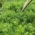红豆杉苗基地直发规格齐全保证质量欢迎选购