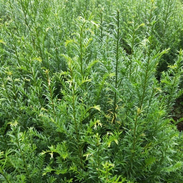 红豆杉苗基地直发规格齐全保证质量欢迎选购