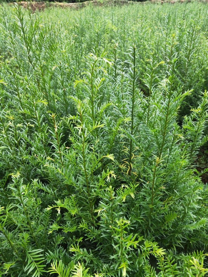 红豆杉苗基地直发规格齐全保证质量欢迎选购