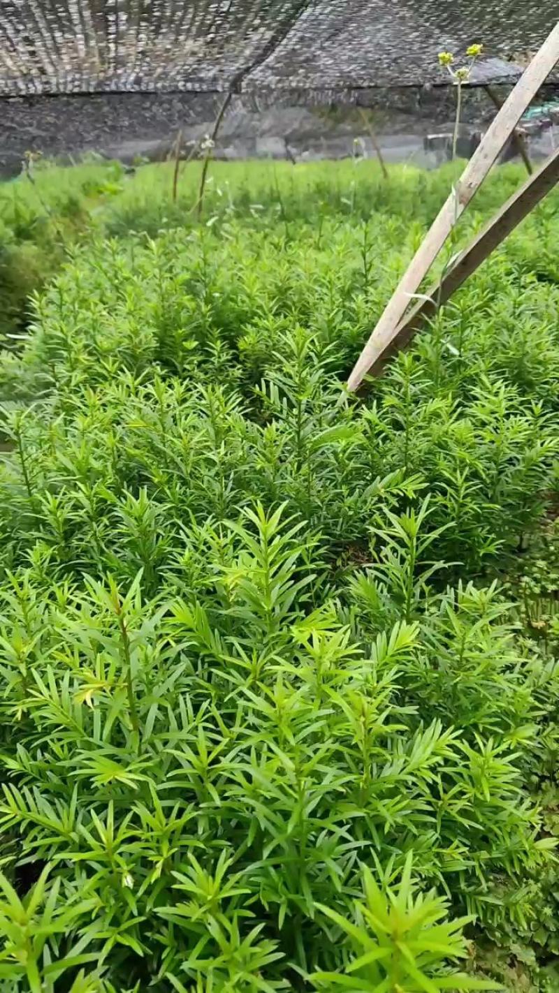 红豆杉苗基地直发规格齐全保证质量欢迎选购