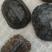 大量出售石金钱龟禄一斤起-2.5斤的煲汤龟。欢迎选购