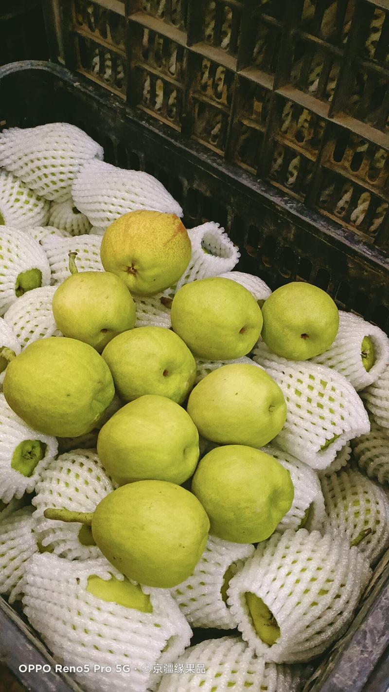 香梨库尔勒香梨专业代办母梨多量大从优价格实惠