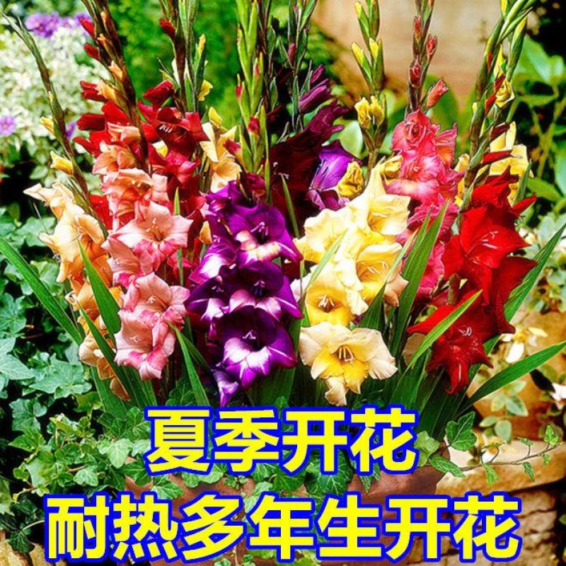 剑兰种球进口唐菖蒲种球花球大球带芽多年生球根花卉种子种苗