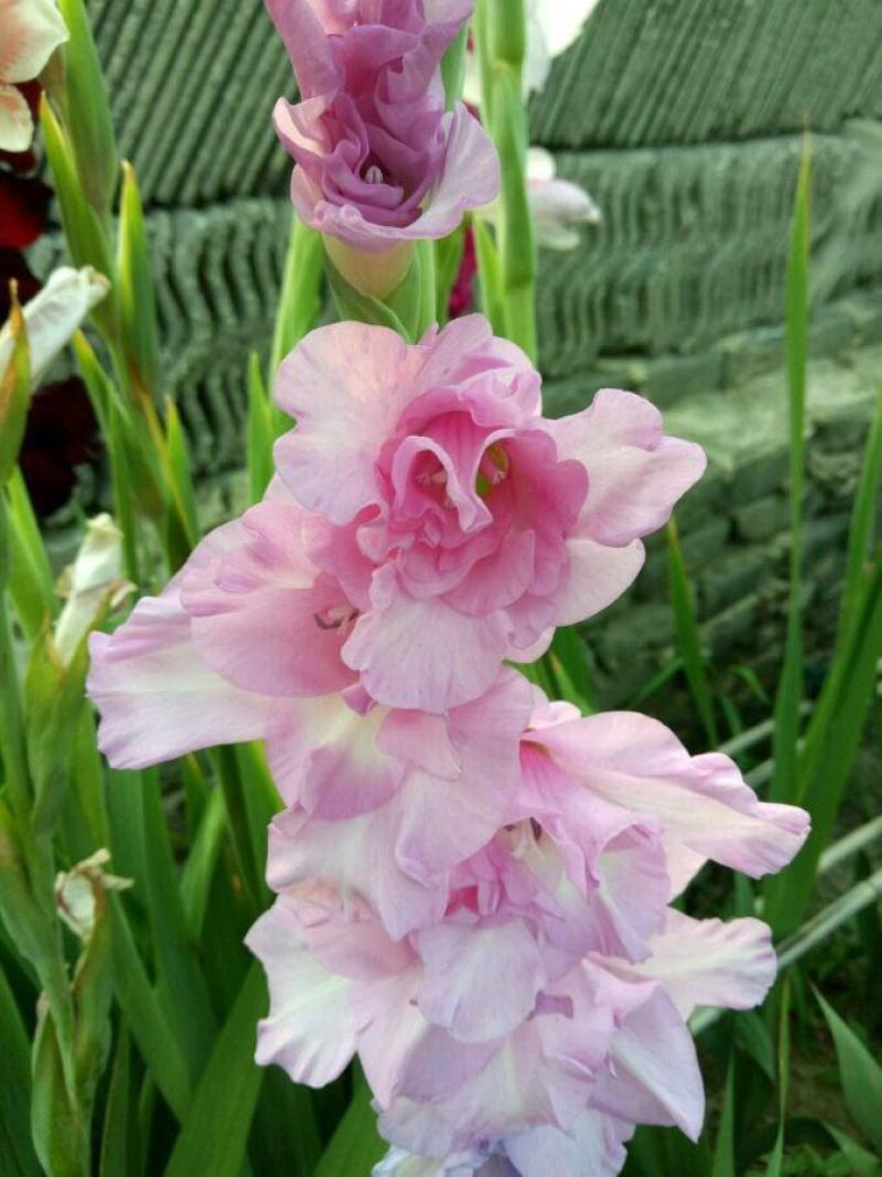 剑兰种球进口唐菖蒲种球花球大球带芽多年生球根花卉种子种苗