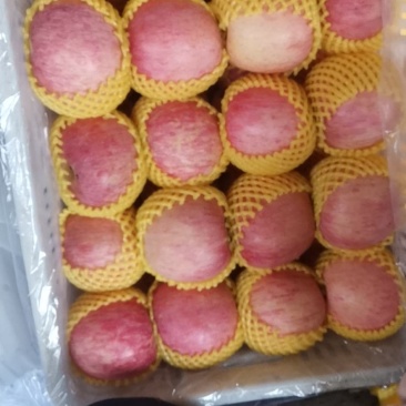 山东烟台栖霞红富士苹果大量上市！！价格低的离谱
