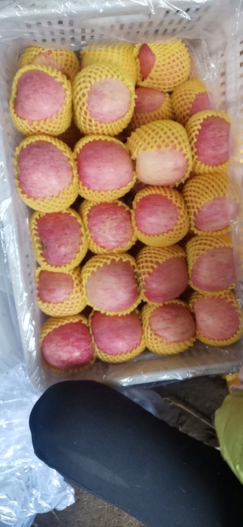 山东烟台栖霞红富士苹果大量上市！！价格低的离谱