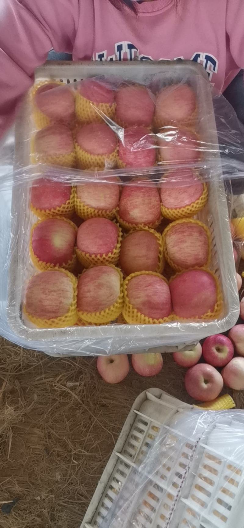 山东平度红富士苹果片红条纹条拉片！！！！！！！！
