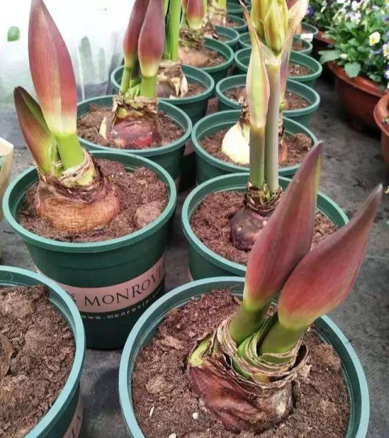 进口朱顶红种球超大特大重瓣带花盆栽花卉室内外阳台庭院植物